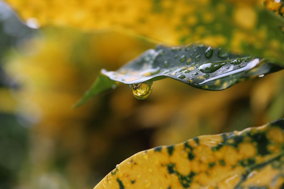 rain, drop, rain drops, green, plant, water, close-up, beauty in nature HD wallpaper