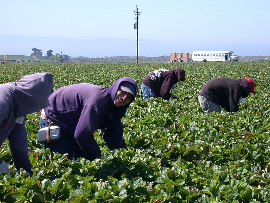 four people harvesting green leafy vegetables during daytime HD wallpaper