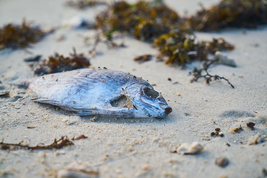 gray fish, see, the pollution, animal, beach, dead animal, environment, HD wallpaper