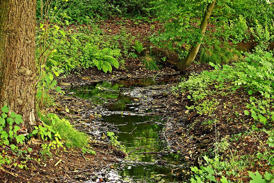 bach, forest, water, waters, trickle, leaves, nature, tree HD wallpaper