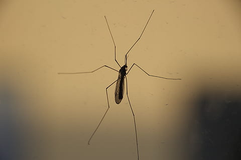 insect, close-up, bug, crane-fly, daddy-longlegs, nature, animal HD wallpaper
