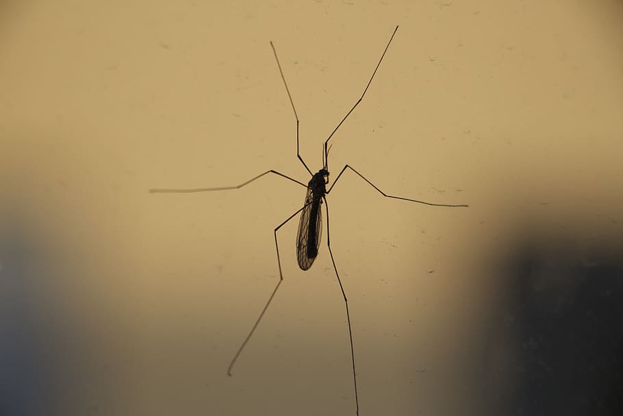 insect, close-up, bug, crane-fly, daddy-longlegs, nature, animal HD wallpaper