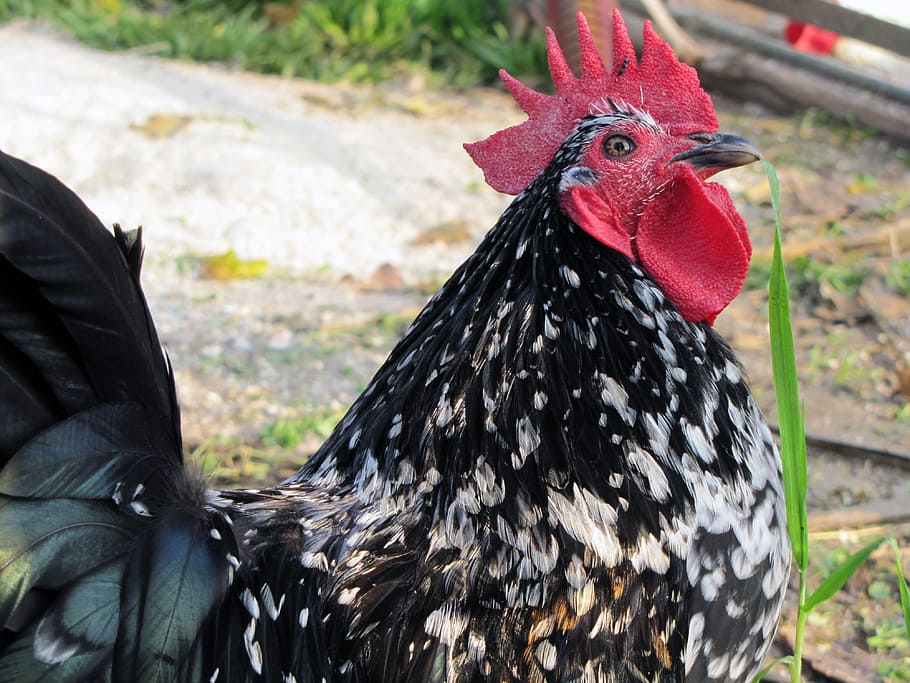 hen, bird, poultry, pets, animal themes, vertebrate, chicken - bird HD wallpaper
