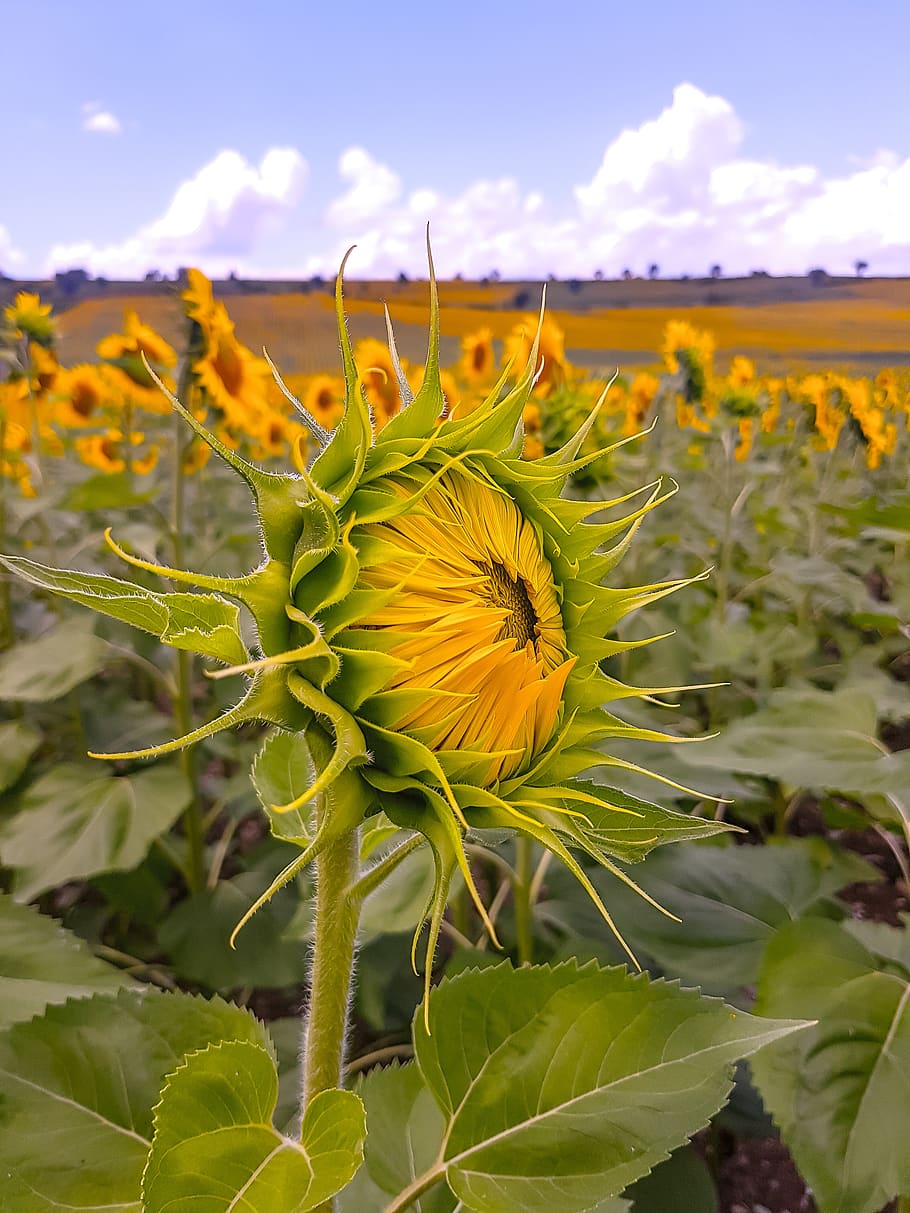 sunflowers, cloud, yellow, plant, growth, beauty in nature HD wallpaper