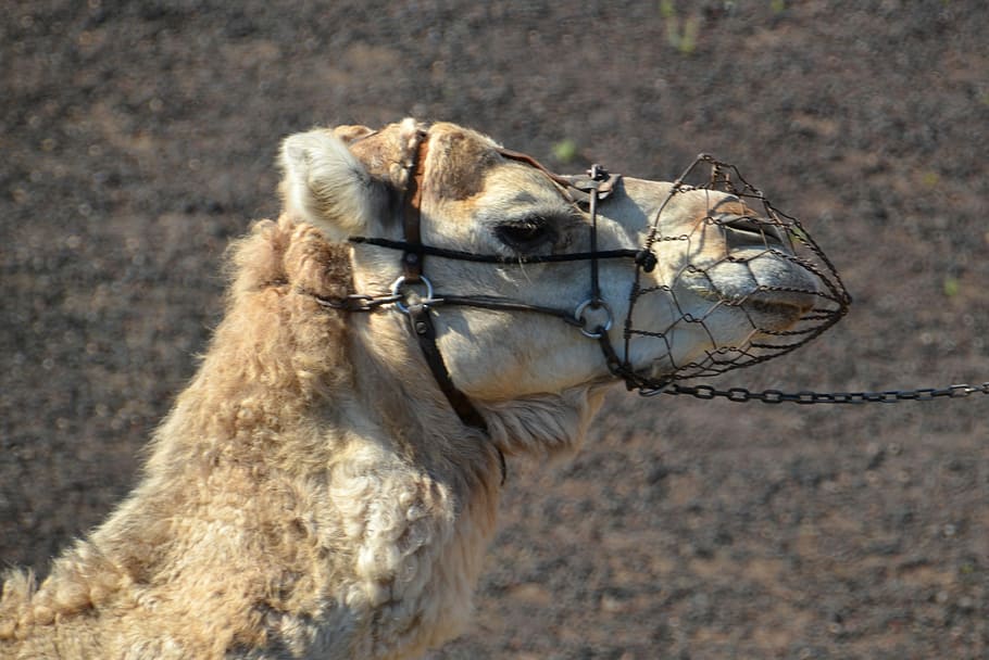 Camel, Desert, Sand, Caravan, Sahara, sun, wüstentour, one animal HD wallpaper