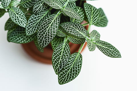 green indoor plant in brown pot, top view photo of green leafed plant in brown pot HD wallpaper