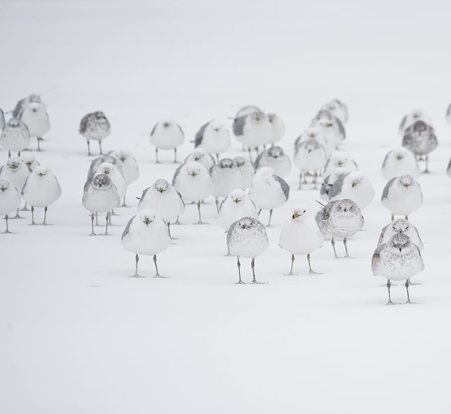 white birds on white flooring, group of birds on snowfield, flock HD wallpaper