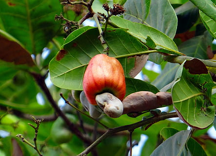 cashew fruit, nut, ripe, red, india, leaf, plant part, healthy eating HD wallpaper