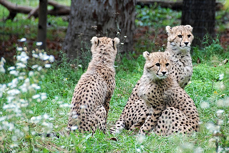 three cheetahs in green covered ground, untitled, young animals