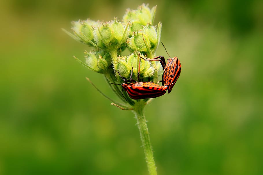 black, bugs, close-up, copulation, graphosoma, lineatum, love HD wallpaper