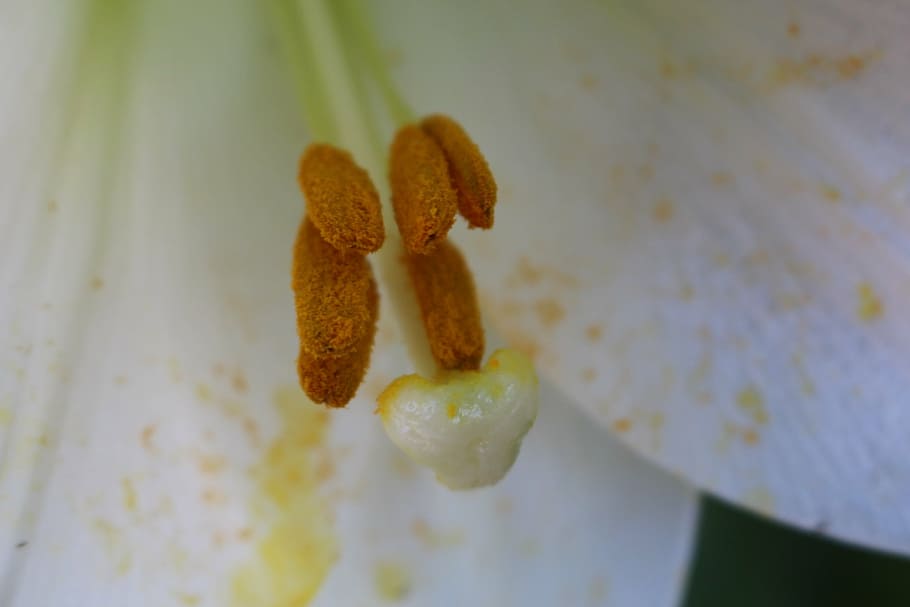 flower, nectar, petal, bloom, flora, summer, close, botanical HD wallpaper
