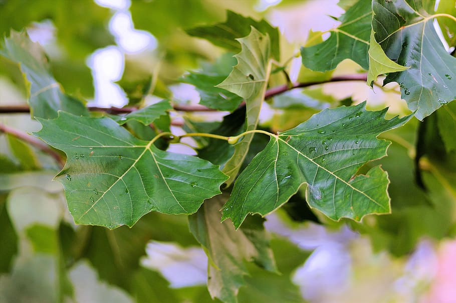 leaves, canopy, chestnut tree, green, branches, deciduous tree HD wallpaper