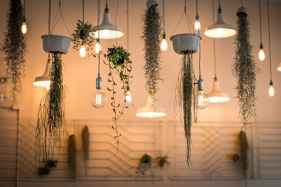 assorted pendant lamp lot, untitled, light, plant, lightbulb HD wallpaper
