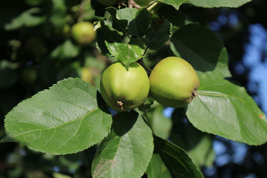 apple, immature, tree, green, nature, leaves, summer, branch HD wallpaper
