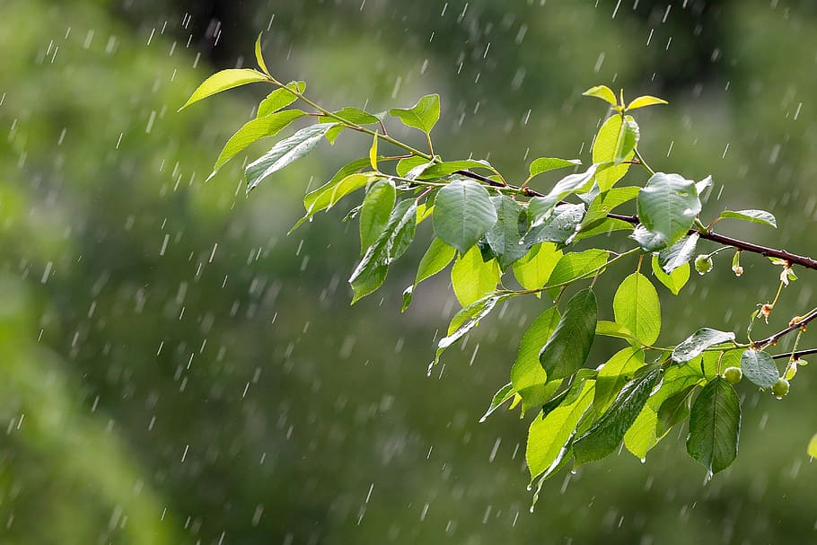 selective focus photography of green leafed plant, rain, weather, HD wallpaper