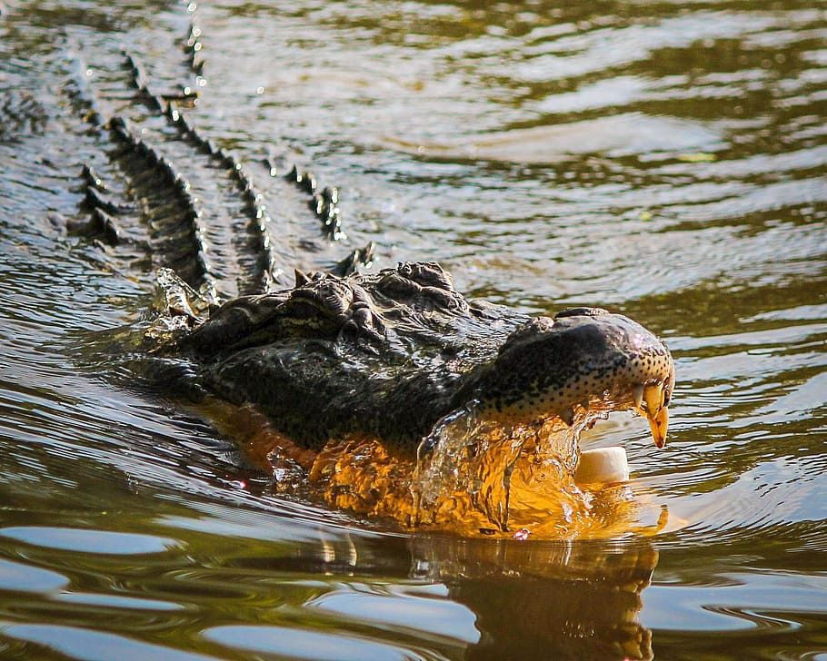 crocodile open mouth in water, alligator, american alligator, HD wallpaper