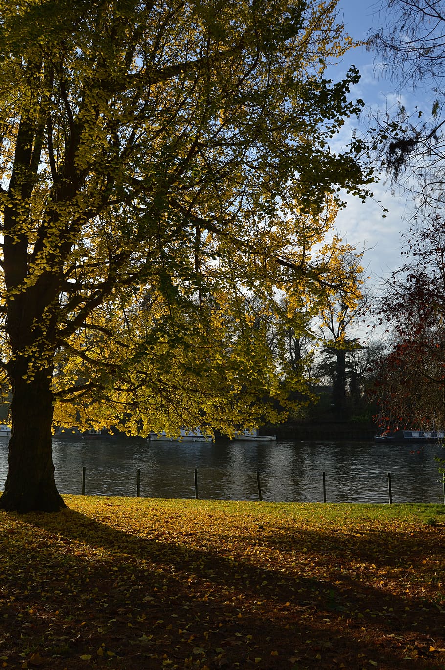 tree, river, autumn, nature, landscape, water, forest, green HD wallpaper