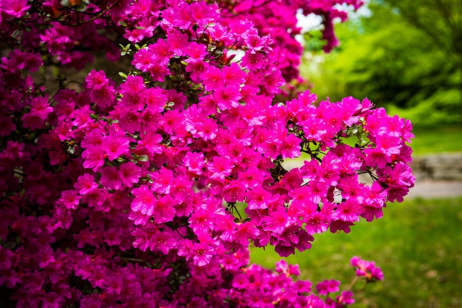 HD wallpaper: azalea, flower, blossom, spring, garden, flowering plant,  pink color | Wallpaper Flare