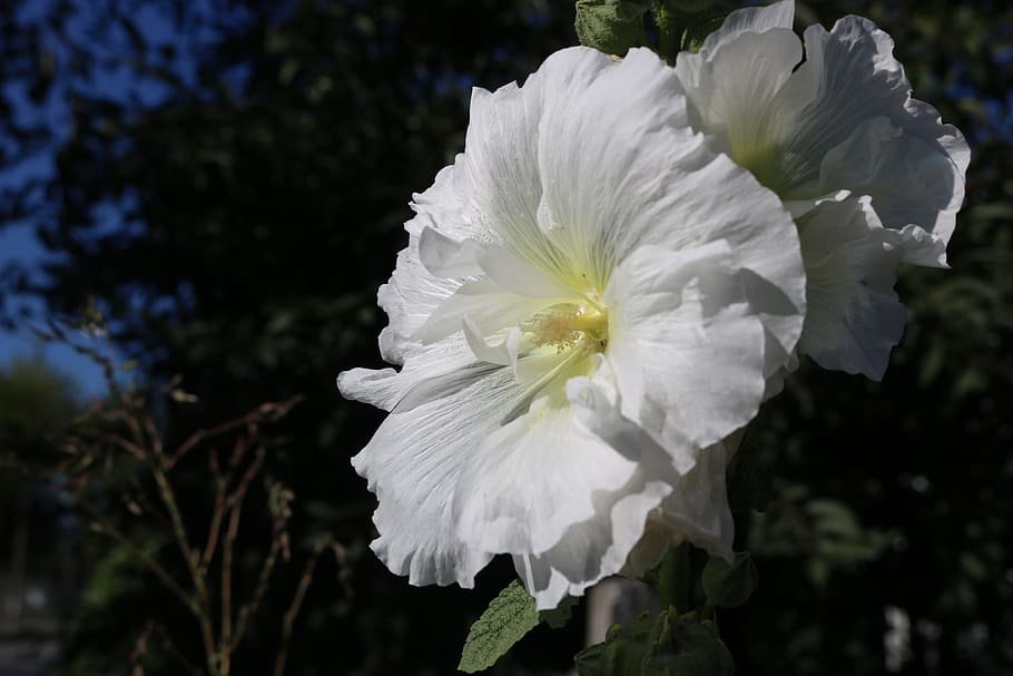 white, flower, rose, fragility, vulnerability, petal, flowering plant HD wallpaper