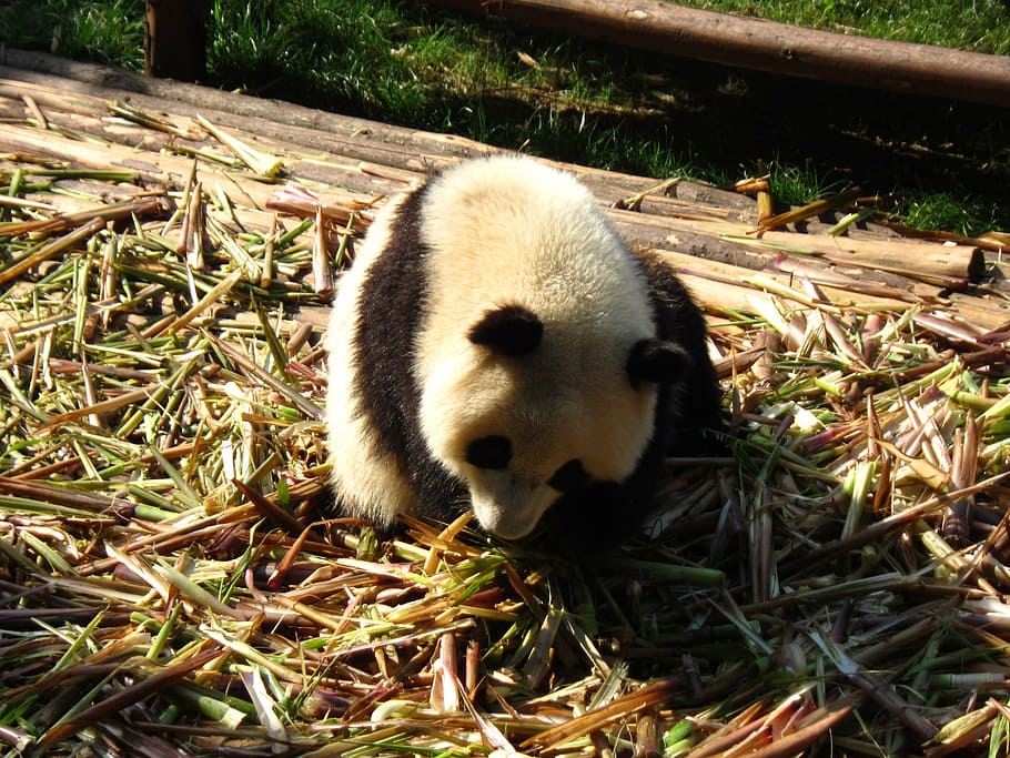 HD wallpaper: panda, sichuan, moe, panda - Animal, bear, mammal, cute ...