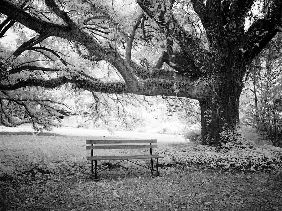 wooden bench under tall tree grayscale photo, bank, meadow HD wallpaper