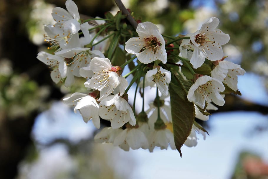 flower, spring, tree, branch, nature, plant, blooming, bud HD wallpaper