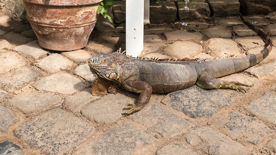 Iguana, Lizard, Reptile, Scale, Monitor, animal wildlife, one animal HD wallpaper