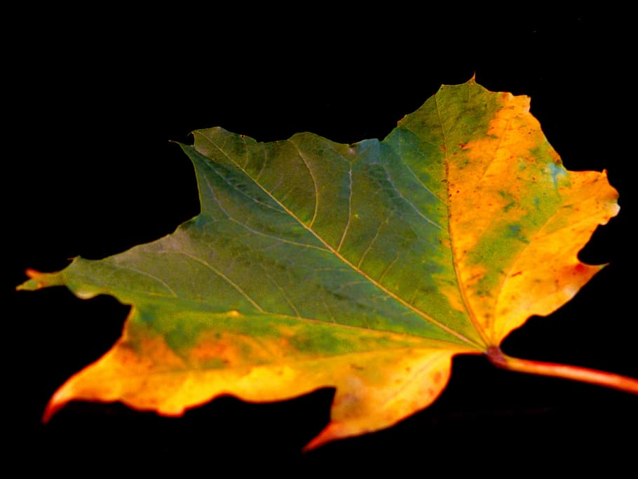 leaf, flora, tree, autumn, winter, england, colorful, wonderful HD wallpaper