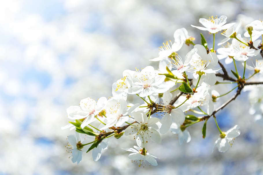 white petaled flowers on brown branch, flowering crabapple, cherry