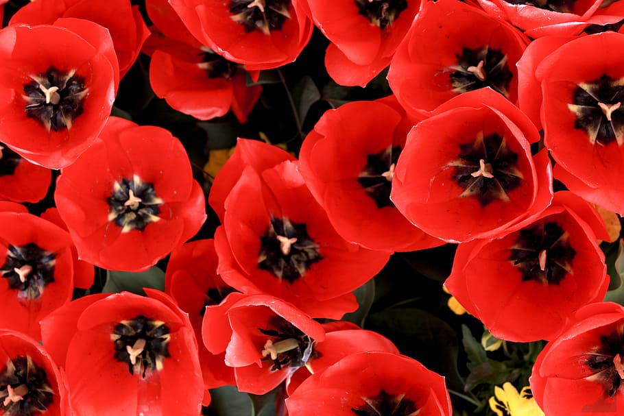 Flower, Wallpaper, Pattern, Plant, red, nature, blossom, bloom HD wallpaper