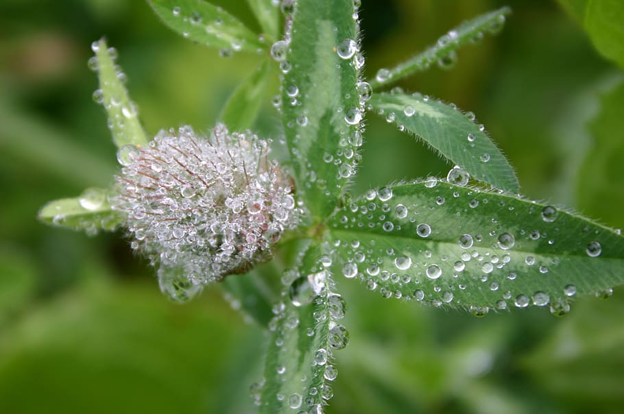 klee, drip, green, red clover, shamrocks, dewdrop, fodder plant HD wallpaper