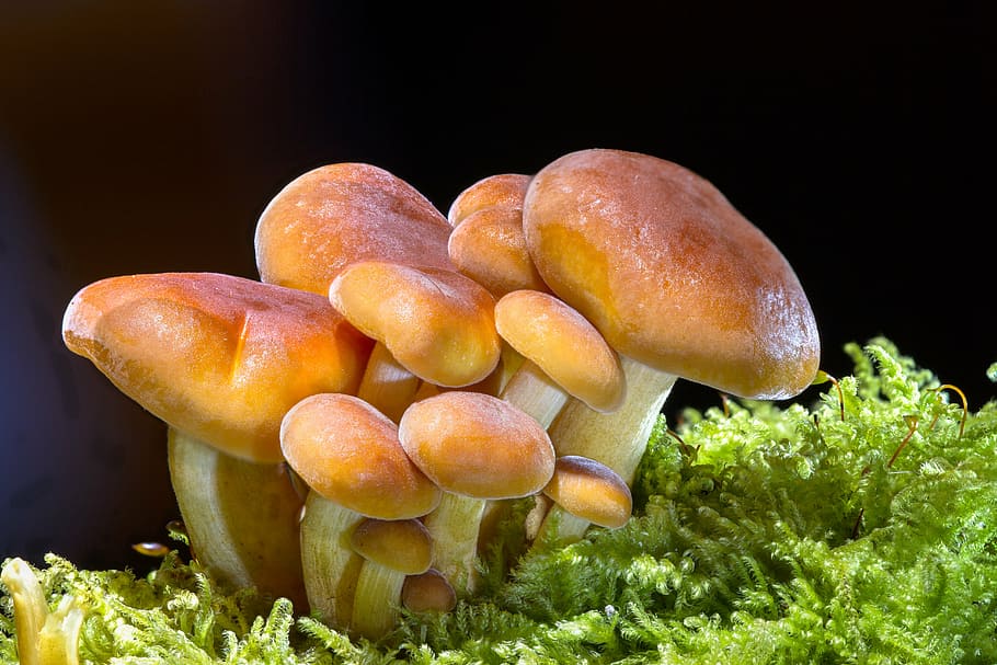 closeup photo of brown fungus, mushroom, wood fungus, sponge