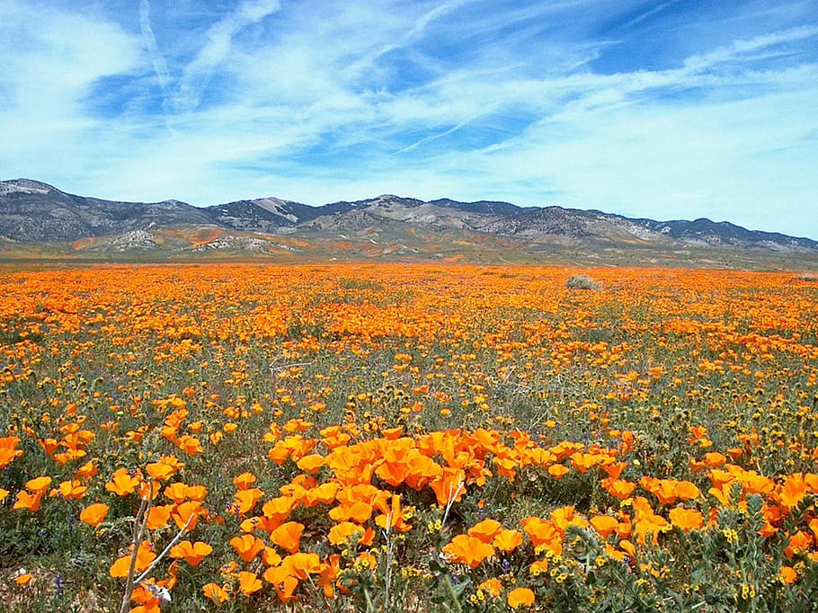 HD wallpaper: photography of orange flower field, wildflower, flora, meadow  | Wallpaper Flare