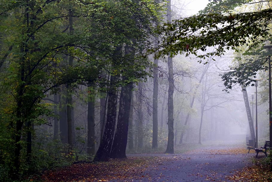 road between trees with fog at daytime, the fog, forest, magical HD wallpaper