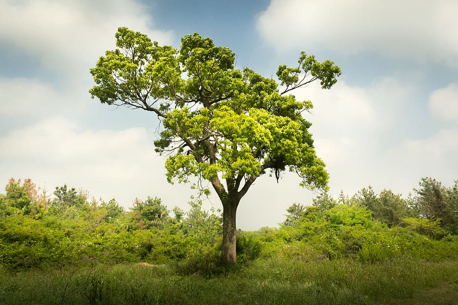 photograph of green leaf tree, wood, cloud, plants, nature HD wallpaper