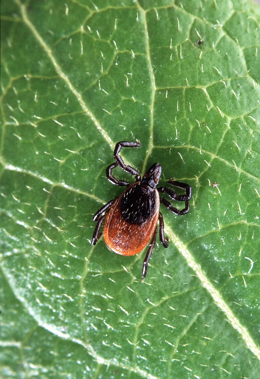 brown and black tick, scapularis, ixodes, insect, deer, bugs HD wallpaper