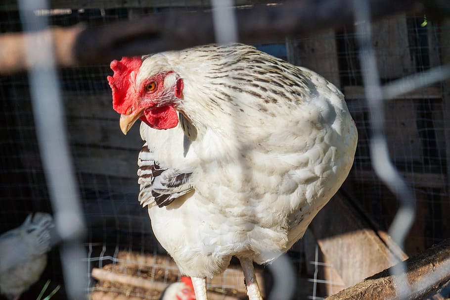 white chicken, white chicken in gray chicken crate, hen, bird HD wallpaper