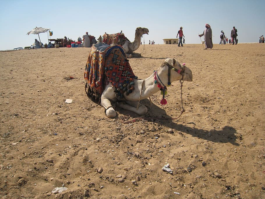 camel, egypt, cairo, laying down, mammal, domestic, outdoor HD wallpaper