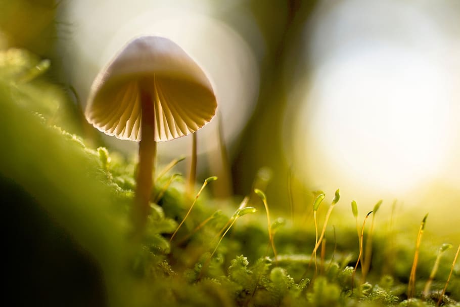 nature, macro, mushroom, plants, fungus, beauty in nature, growth HD wallpaper