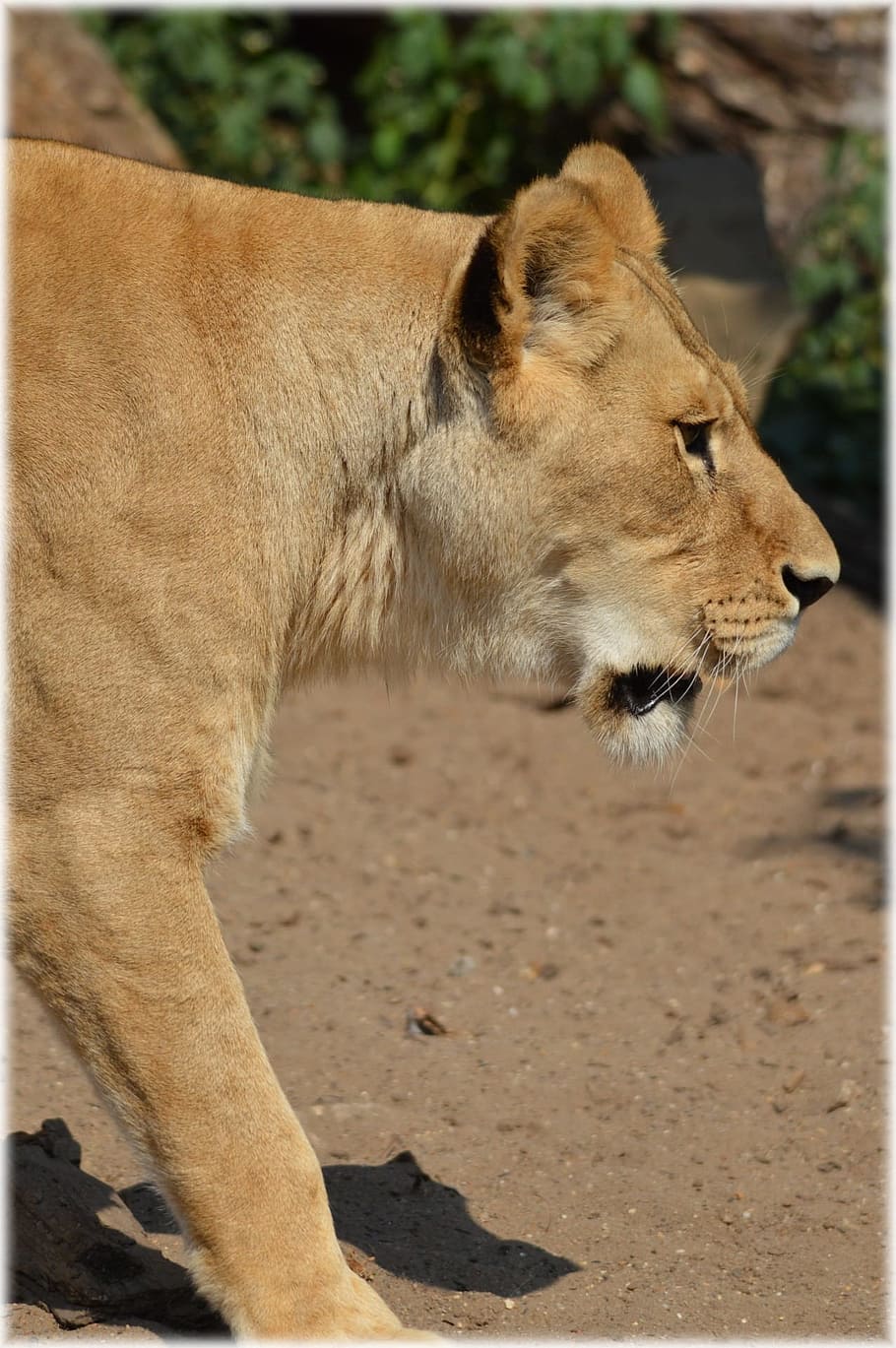 Lioness, Predator, Big Cat, Cat, Cat, feline, animal, wildlife HD wallpaper