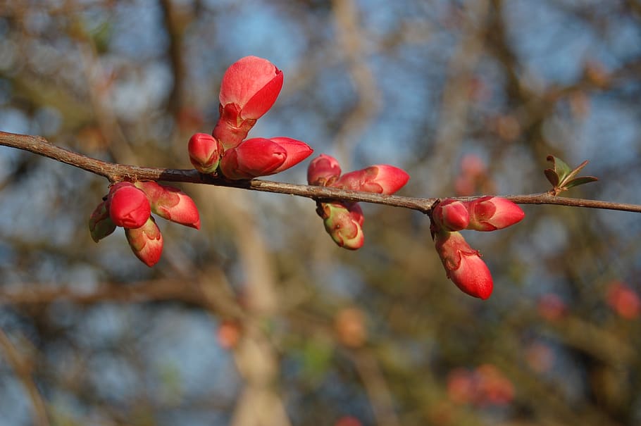 tree, branch, nature, focus on foreground, red, plant, growth HD wallpaper