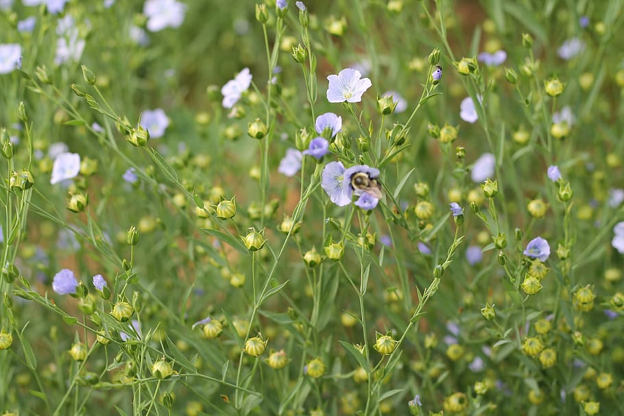 flax, bee, spring, flowering plant, beauty in nature, fragility HD wallpaper