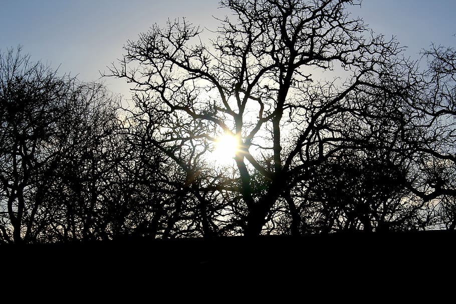 sun, tree, nature, landscape, forest, sky, sunlight, sunny HD wallpaper
