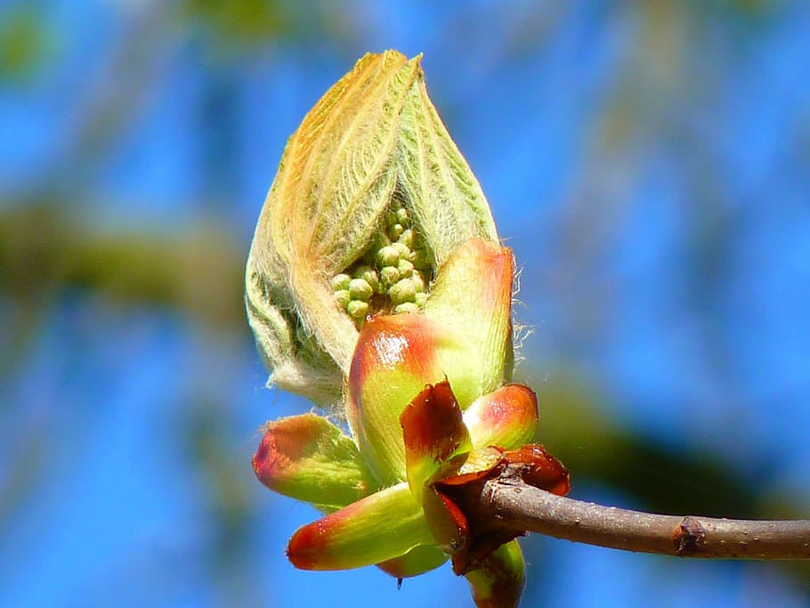 Tree, bud, chestnut, chestnut bud, fresh green, plant, flower HD wallpaper