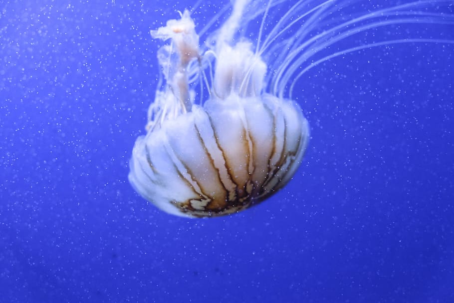 jellyfish, aquarium, blue, animal themes, water, animals in the wild HD wallpaper