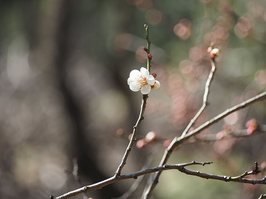 Plum, Spring, Japan, nature, tree, branch, flower, springtime HD wallpaper