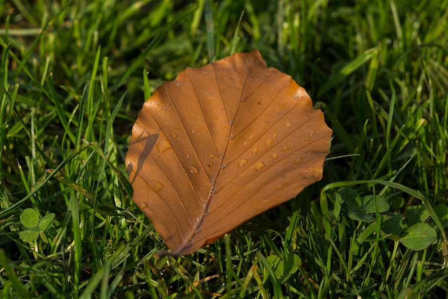 leaf, nature, autumn, green, plant, forest, raindrop, of course HD wallpaper