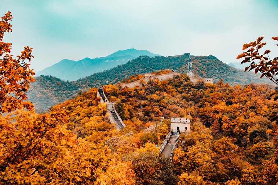 aerial photography of Great Wall of China, autumn, leaves, mountain