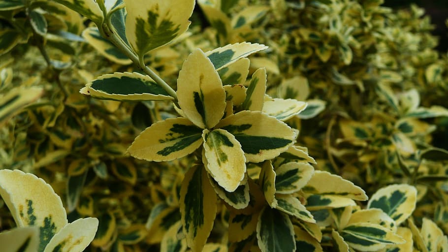 plants, green, yellow, white, leaves, patterns, decorative HD wallpaper