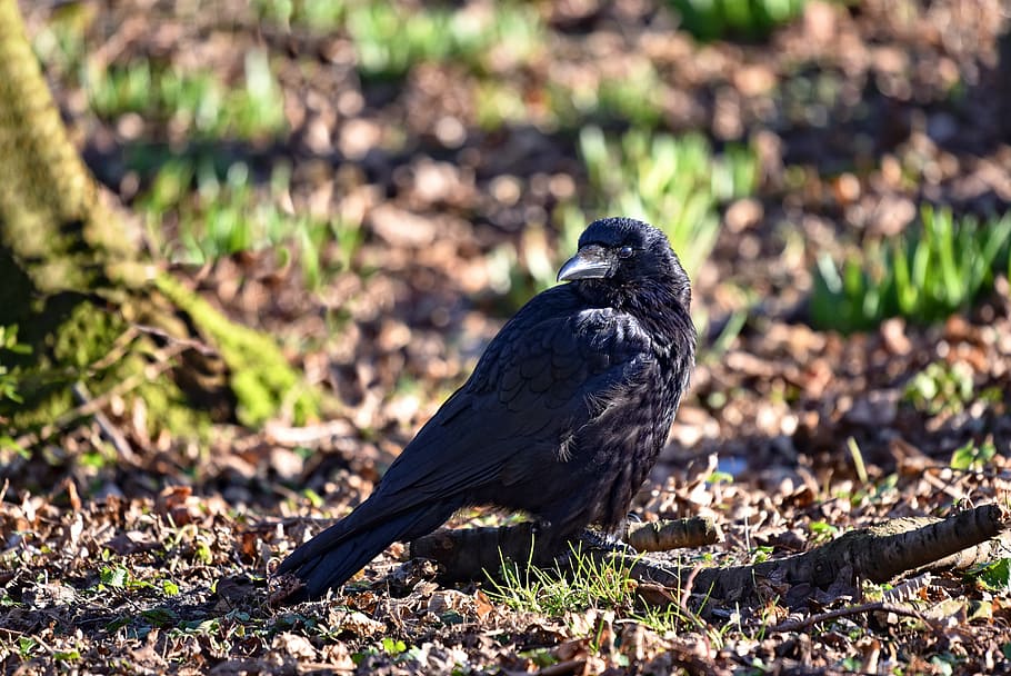 raven on ground, crow, bird, corvus, animal, wildlife, standing HD wallpaper